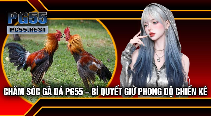 Chăm Sóc Gà Đá PG55 – Bí Quyết Giữ Phong Độ Chiến Kê