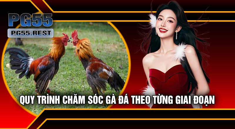 Quy Trình Chăm Sóc Gà Đá Theo Từng Giai Đoạn